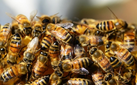 В Ростовской области усовершенствуют закон о пчеловодстве