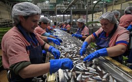 В Ростовской области производство рыбы увеличат в 1,5 раза‍