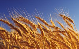 Россия впервые вышла на второе место в мире по экспорту зерна‍