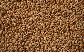 В Ростовской области стоимость пшеницы выросла на 25,1%
