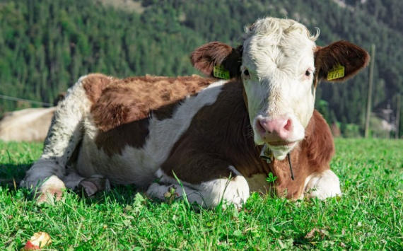 В Ростовской области коровий лейкоз помешал росту производства молока