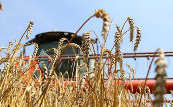 В Ростовской области сбор зерновых составил 12 млн тонн