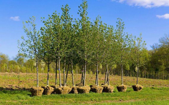 На посадке деревьев в Ростове сэкономят больше миллиона