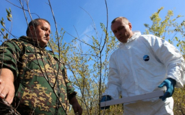 В Ростовской области ветврачи раскладывают вакцину от бешенства вдоль украинской границы