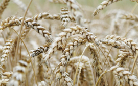 В Ростовской области собрали рекордный урожай ранних зерновых