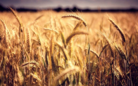 Песков назвал «жестом доброй воли» продление зерновой сделки на 60 дней