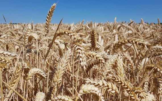 В Ростовской области собрали 3,6 млн тонн зерна