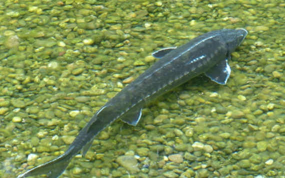 Река Дон в этом году пополнилась 8,5 млн штук молоди рыбы