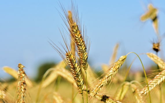«Зерно-трейд» из Таганрога вошел в топ-5 экспортеров зерна