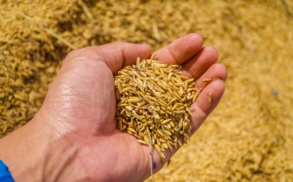 В Ростовской области запасы зерна сократились на 37%