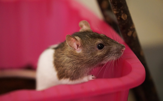 Учёные из Ростова-на-Дону научились определять рак при помощи крыс