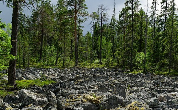 В Ростовской области пожарные станции получат 15,9 млн рублей на охрану лесов