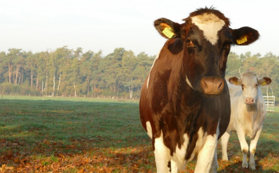 В Орловском районе построят завод по производству кормов для крупного рогатого скота