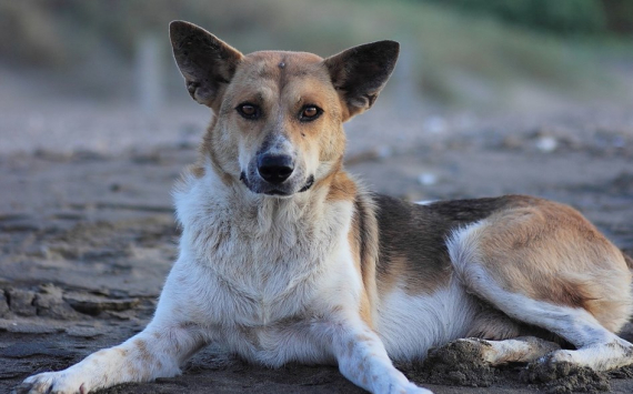 В Таганроге приют для собак построят за 57 млн рублей