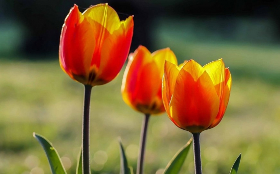 В Ростовской области стоимость тюльпанов к 8 Марта поднимется до 200 рублей
