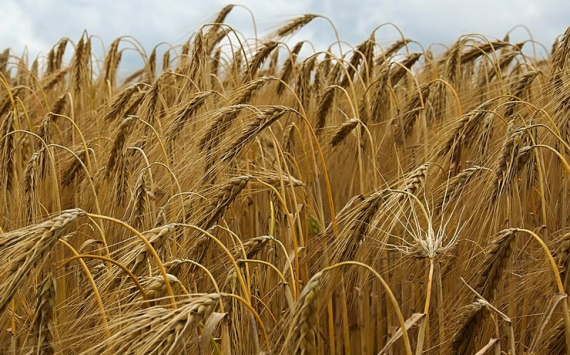 В Ростовской области валовой сбор ранних зерновых достиг 663 тыс. тонн