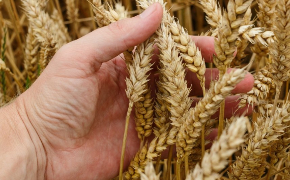 Ростовская область запустила поставки зерна в Мексику и Индонезию