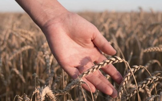 Власти России снизили прогноз по урожаю зерна до 132 млн тонн