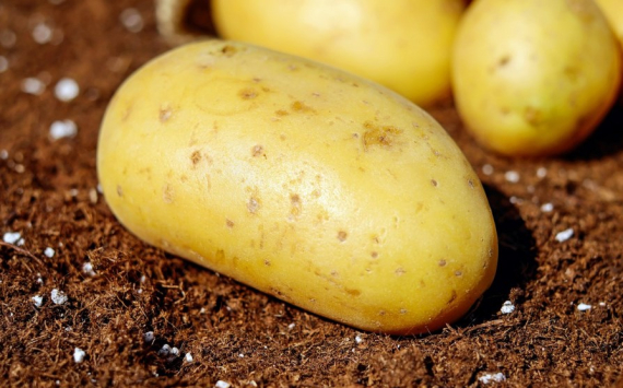 В Ростовской области картофель за месяц подорожал на 30%