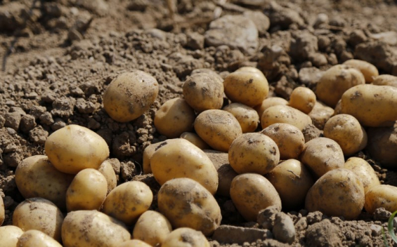 В Ростовской области объяснили резкое подорожание картофеля