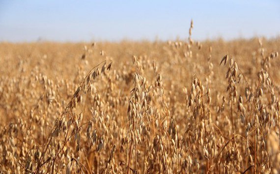 Василий Голубев: Валовой сбор ранних зерновых достигает 8 миллионов тонн»‍