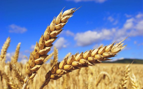Голубев: Ростовская область экспортирует зерно в 46 стран мира
