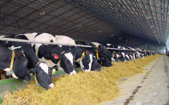 В Ростовской области заморозили проект молочного кластера за 45 млрд рублей