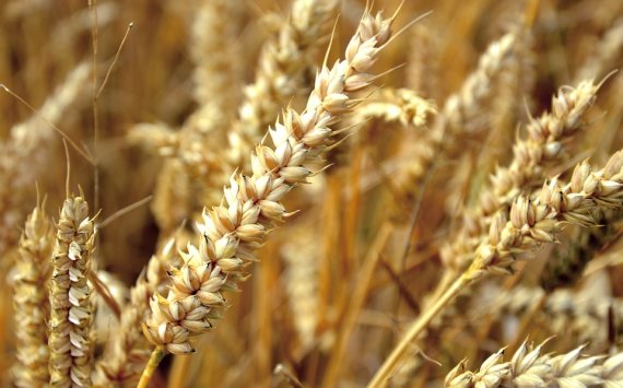 Бураков: Ростовской области выгодно держать высокие цены на зерно