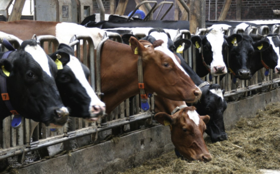 Молочно-товарную ферму на 7 тысяч голов построят в Ростовской области